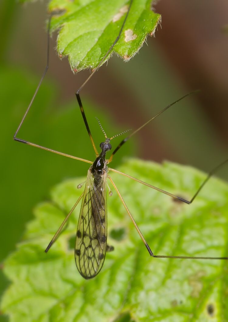Limonia pannonica