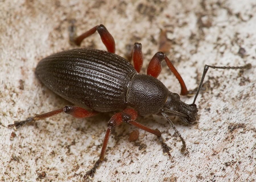 Otiorhynchus tenebricosus