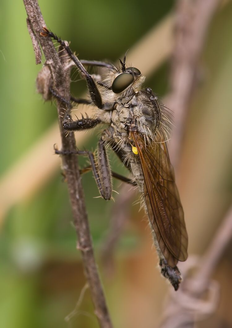 Dysmachus fuscipennis