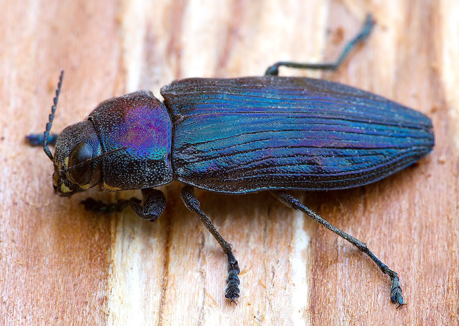 Buprestis haemorrhoidalis