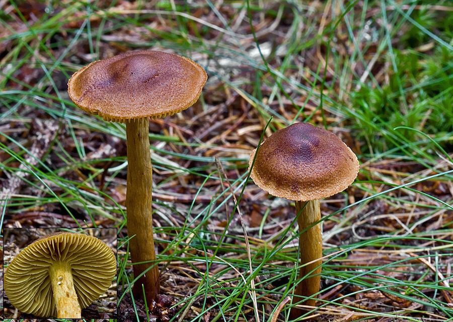 Cortinarius cinnamomeoluteus (pavučinovec škoricovožltkastý)