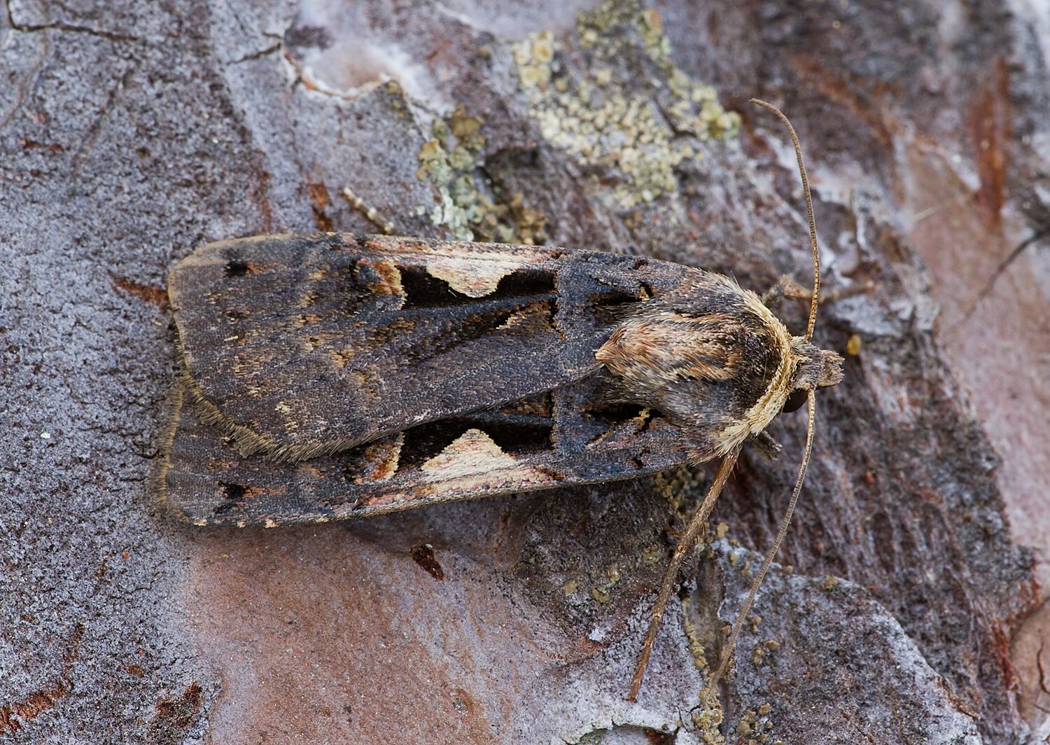 Xestia c-nigrum