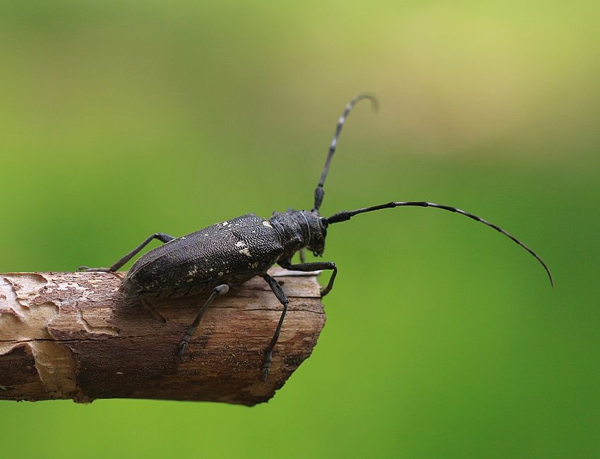 Monochamus sartor