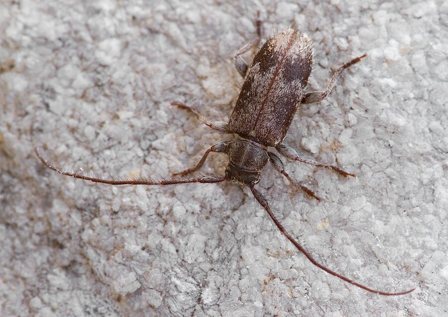 Exocentrus adspersus