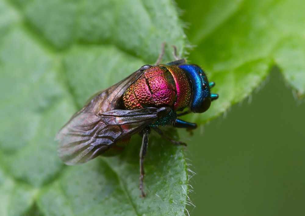 Holopyga jurinei cf.