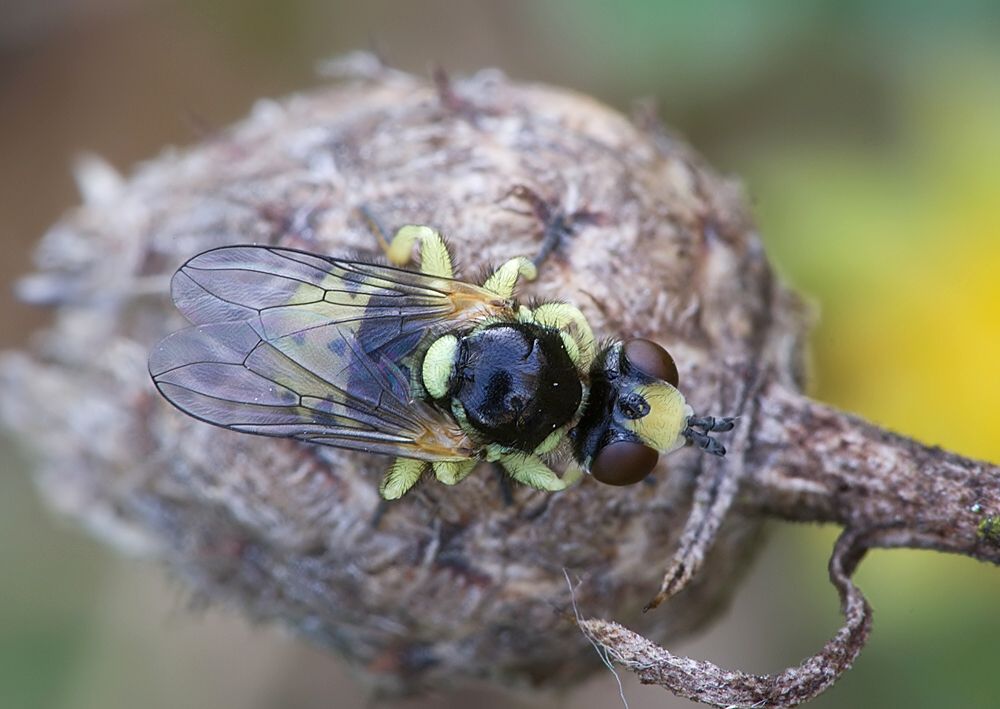Dalmannia punctata
