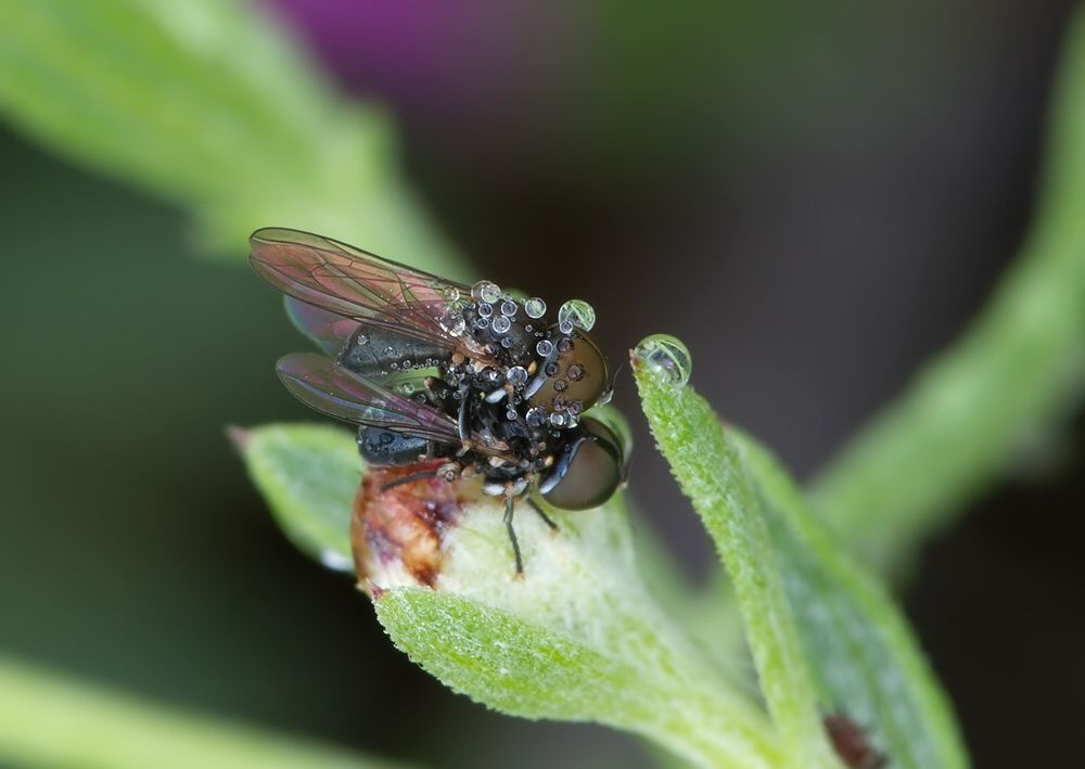 Pipunculus campestris
