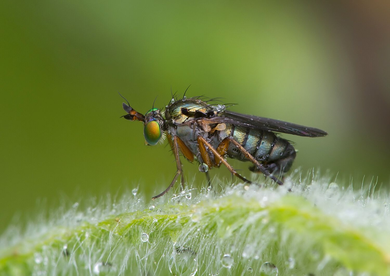 Dolichopus agilis