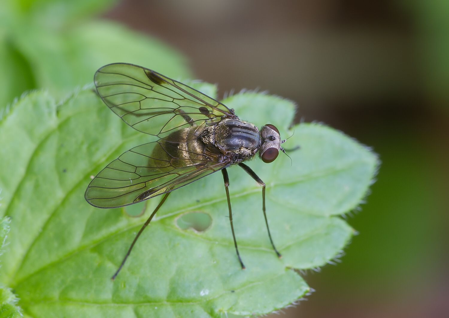Chrysopilus splendidus