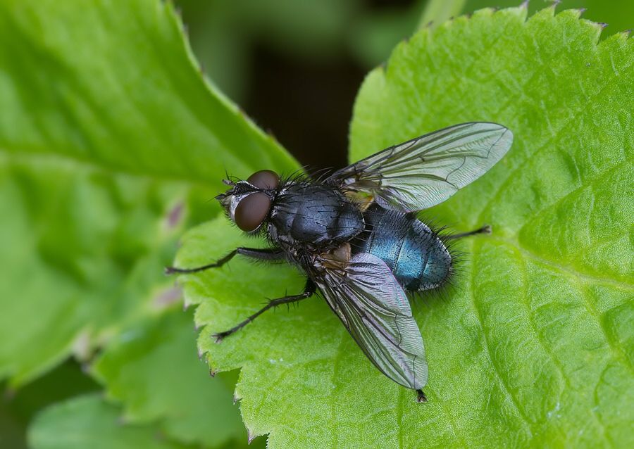Calliphora vicina