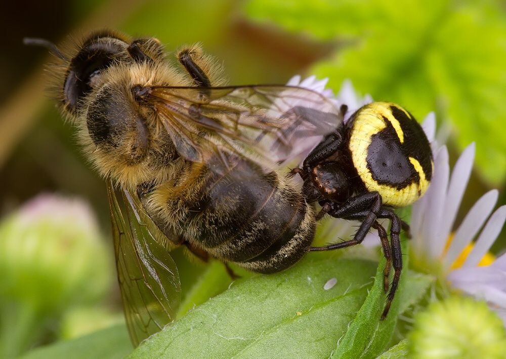 Synema globosum