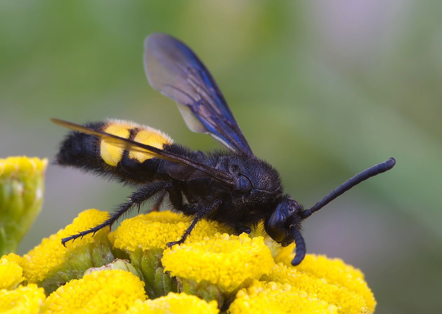 Scolia hirta