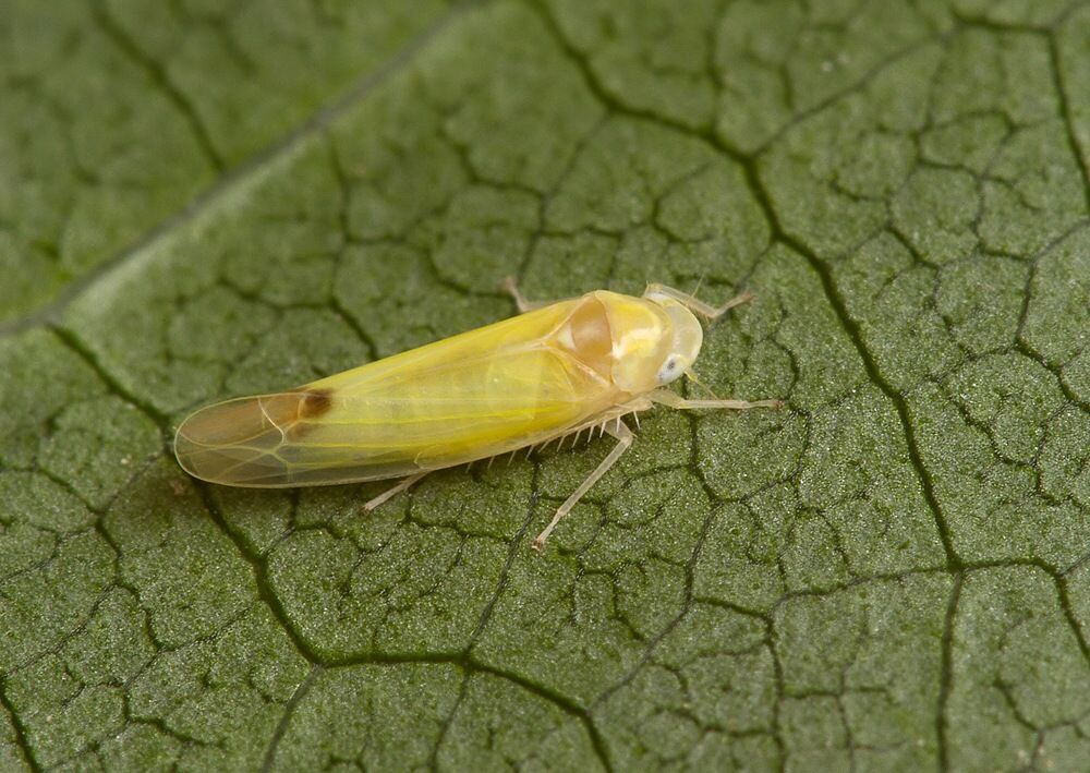 Ossiannilssonola callosa