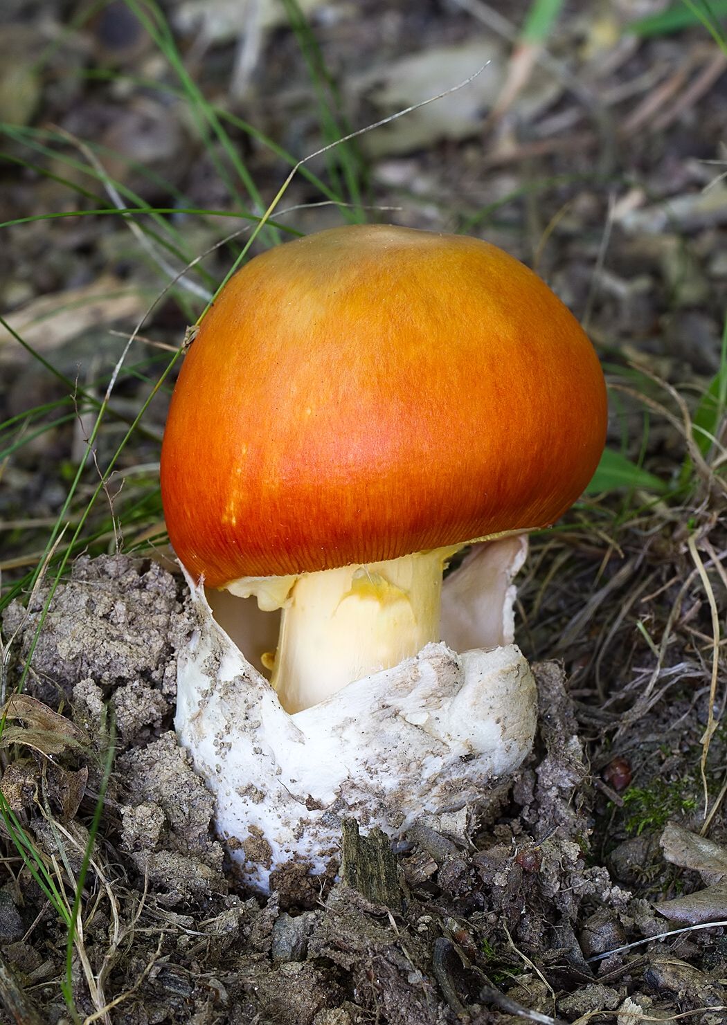 Amanita caesarea