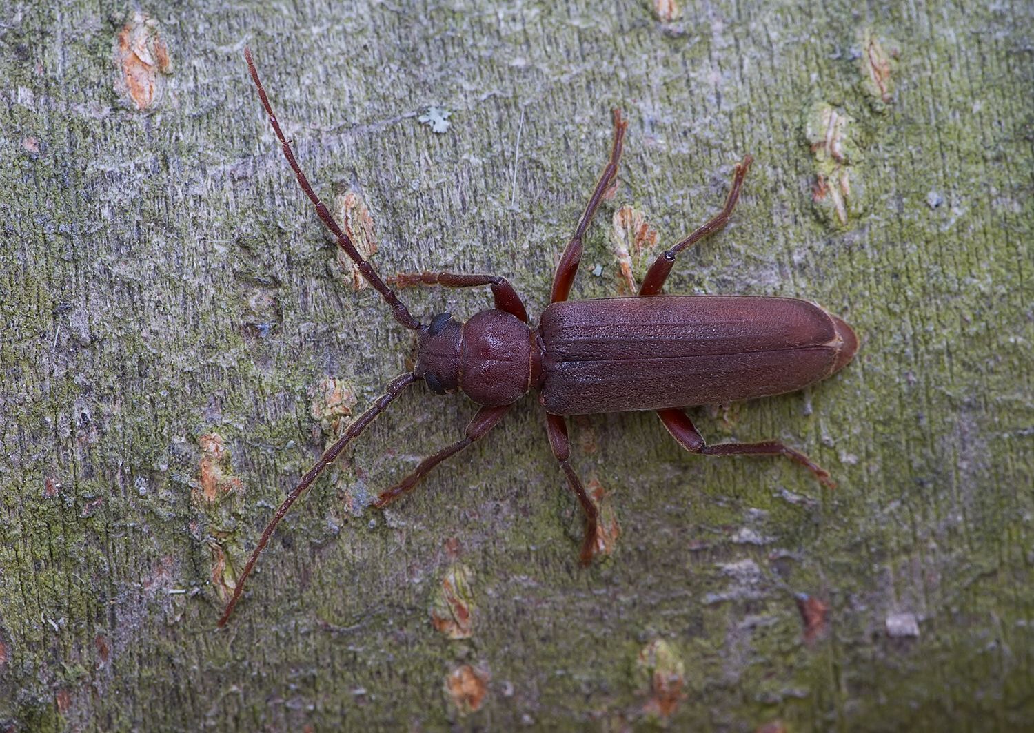 Arhopalus rusticus