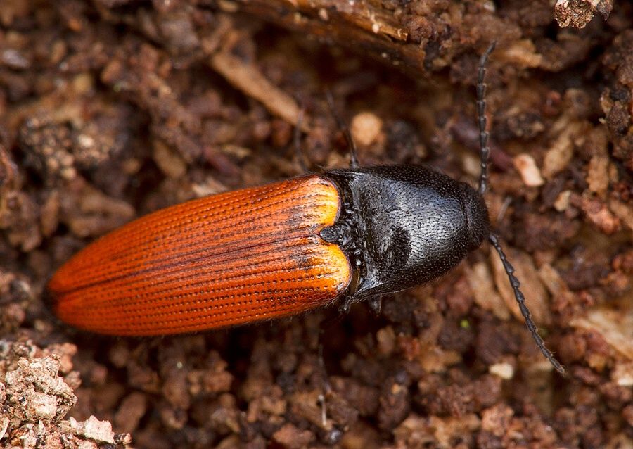 Ampedus pomorum