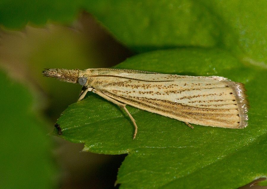 Agriphila straminella