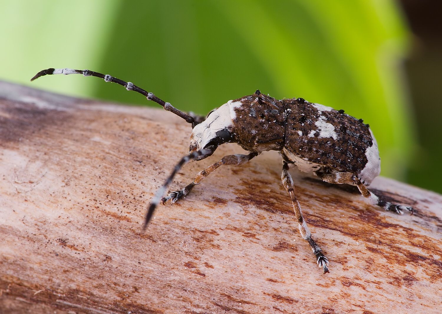 Platystomos albinus