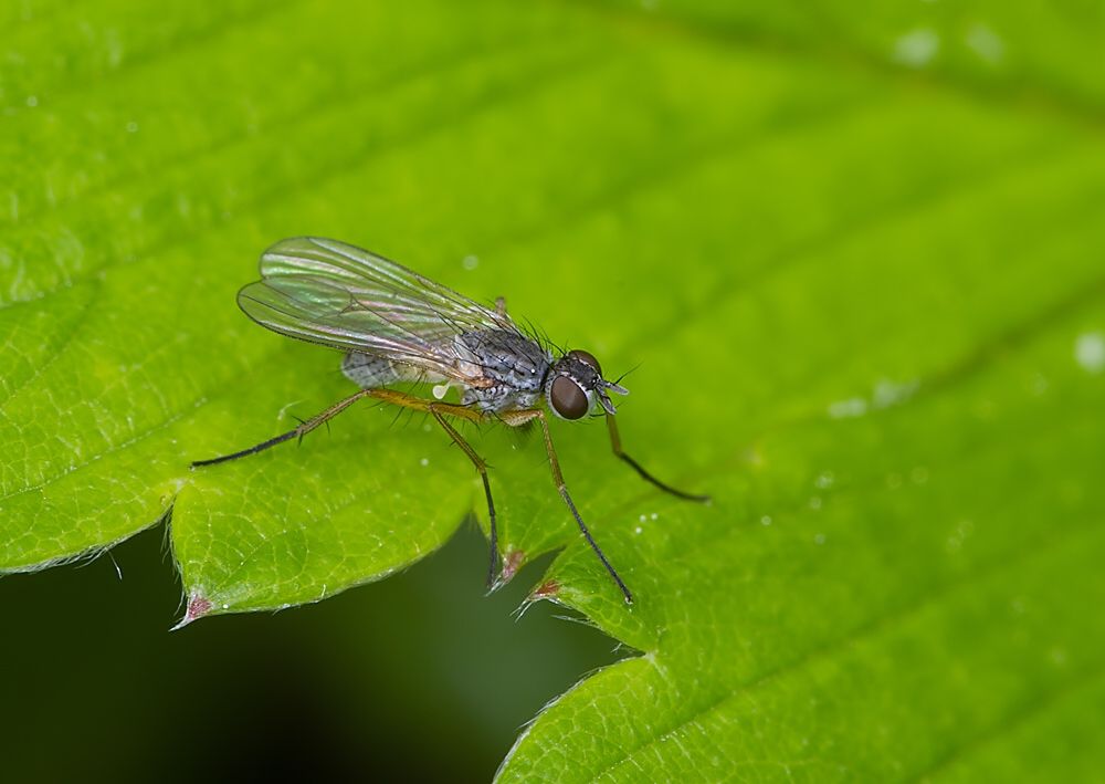 Coenosia pumila