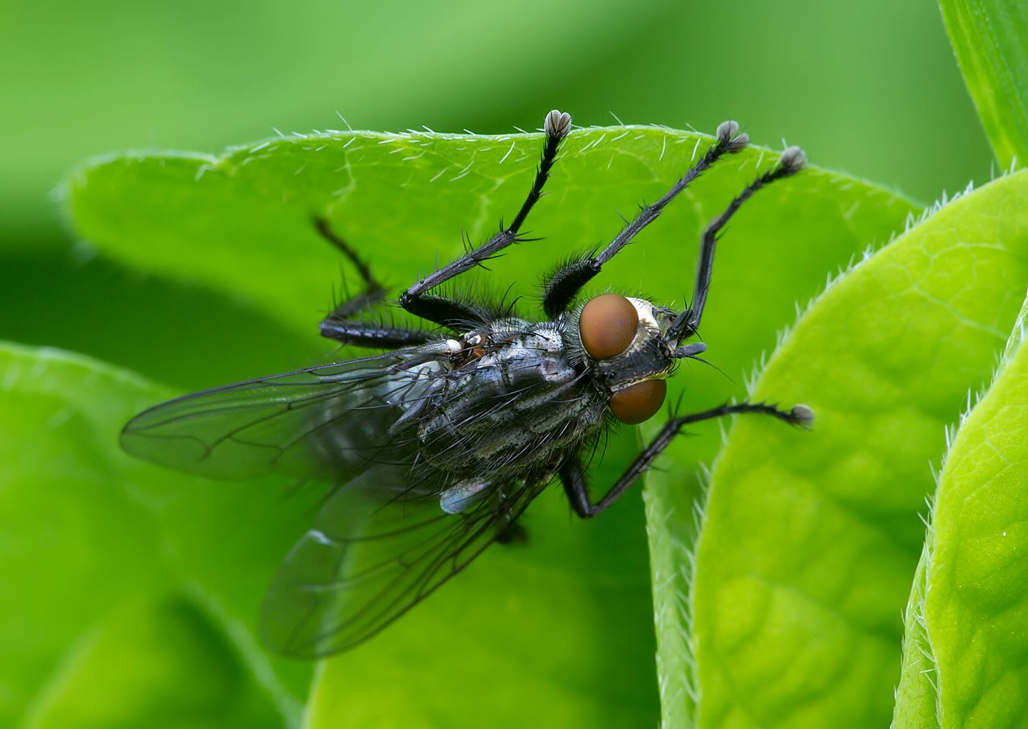 Athrycia trepida