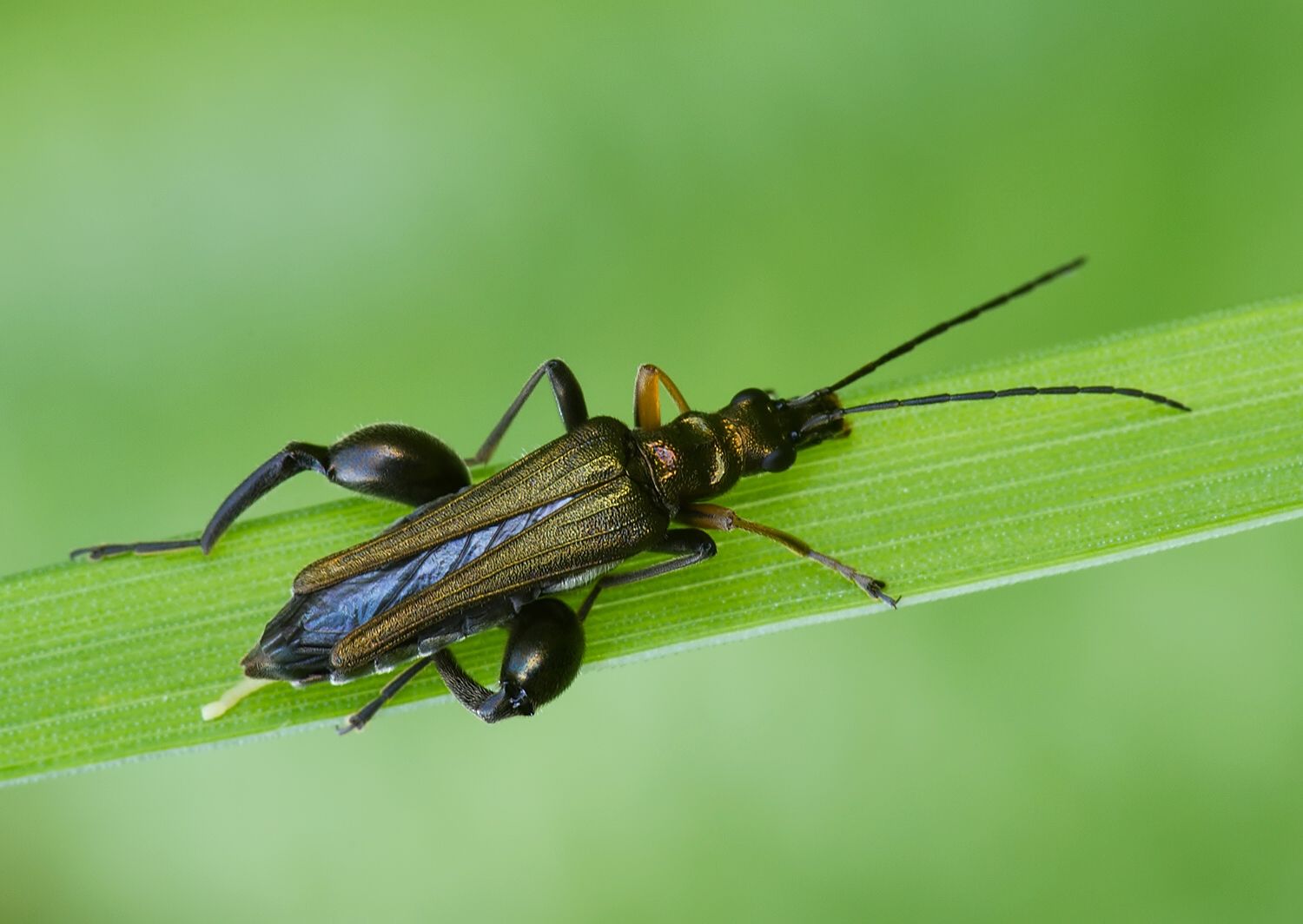 Oedemera flavipes