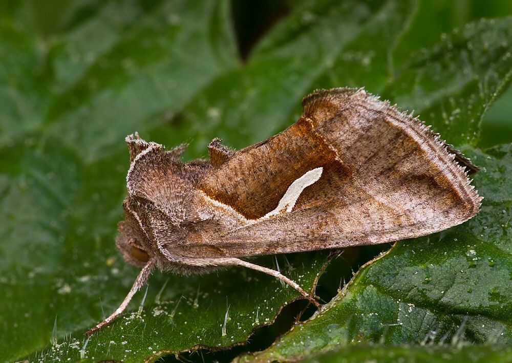Macdunnoughia confusa