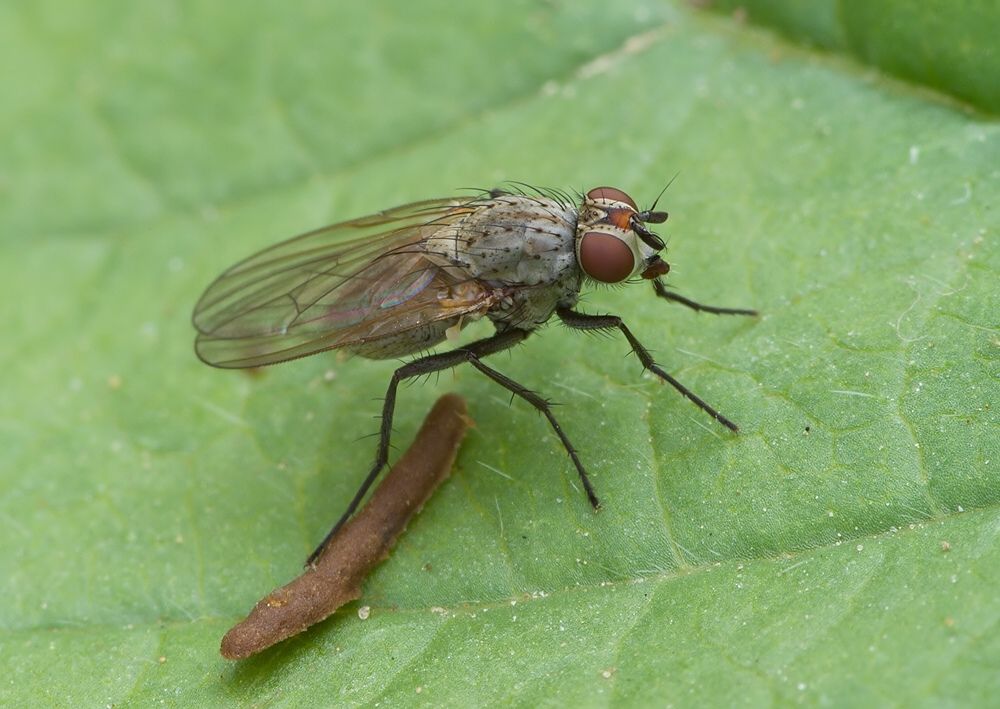 Botanophila fugax