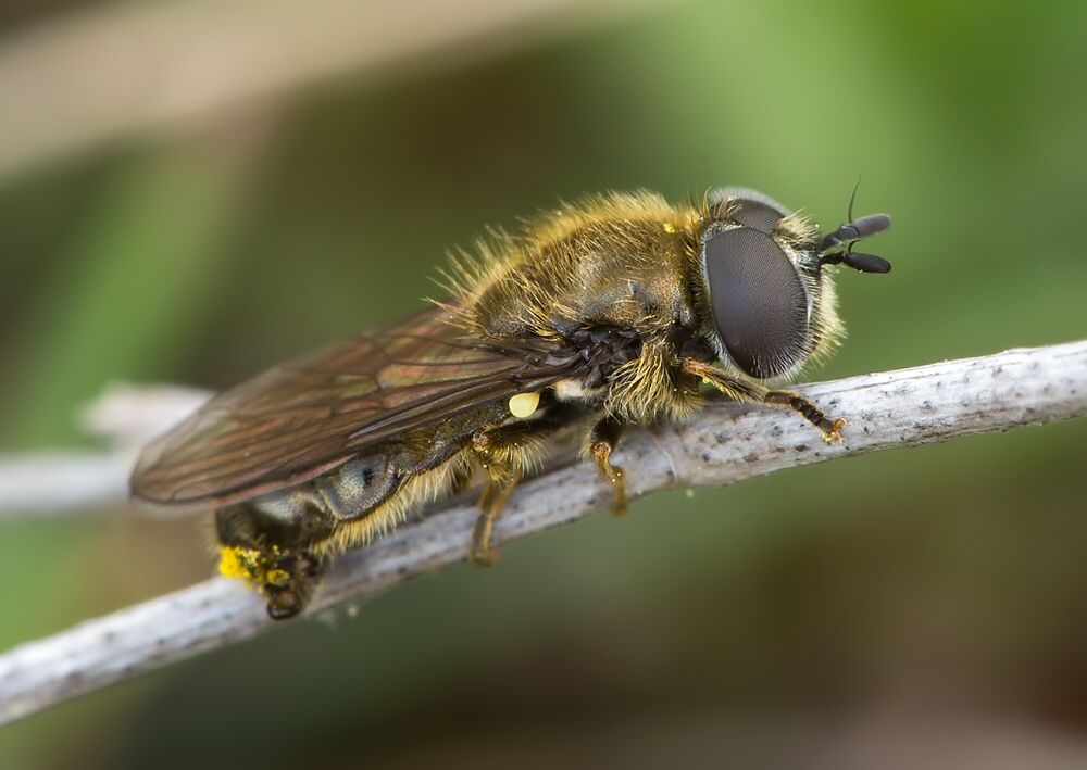 Pipizella virens