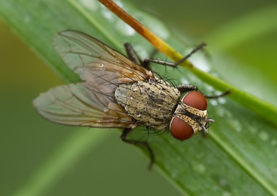 Solieria fenestrata