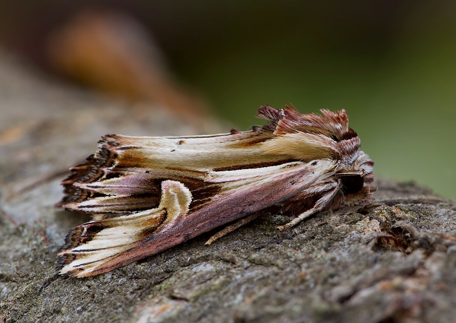 Actinotia polyodon