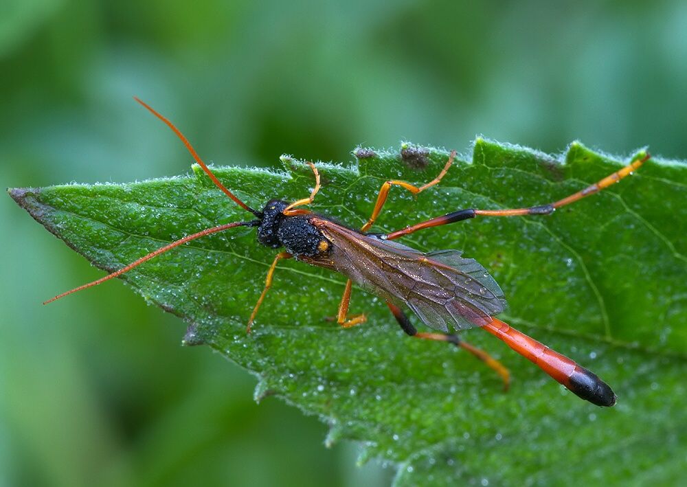 Therion circumflexum