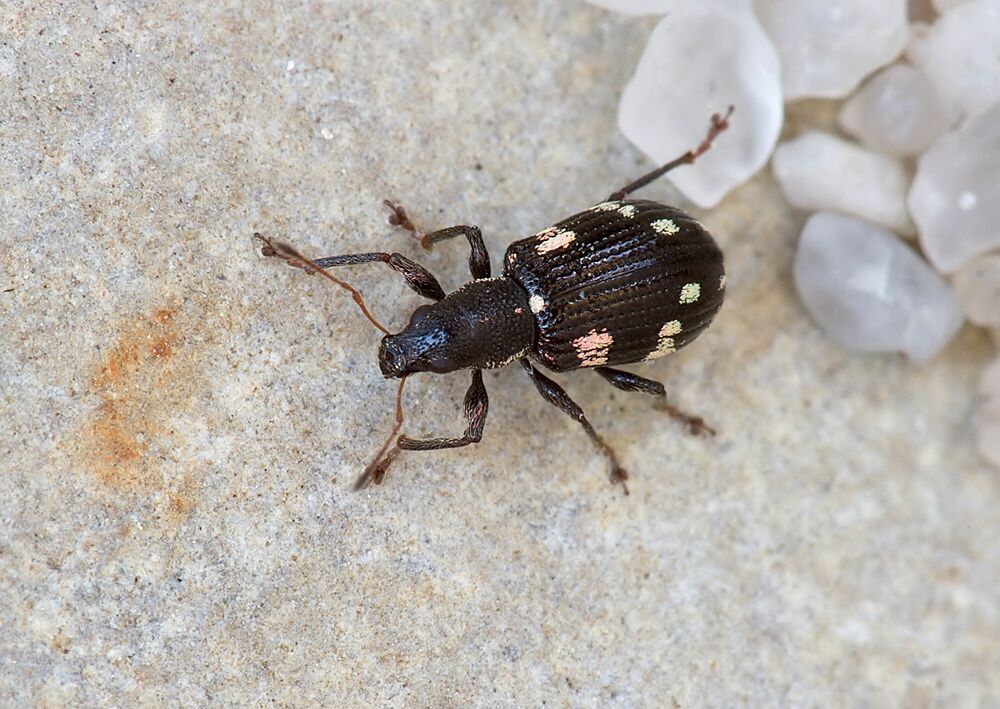 Polydrusus picus