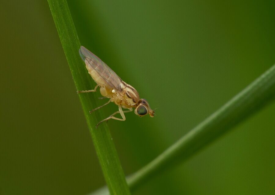 Meromyza saltatrix