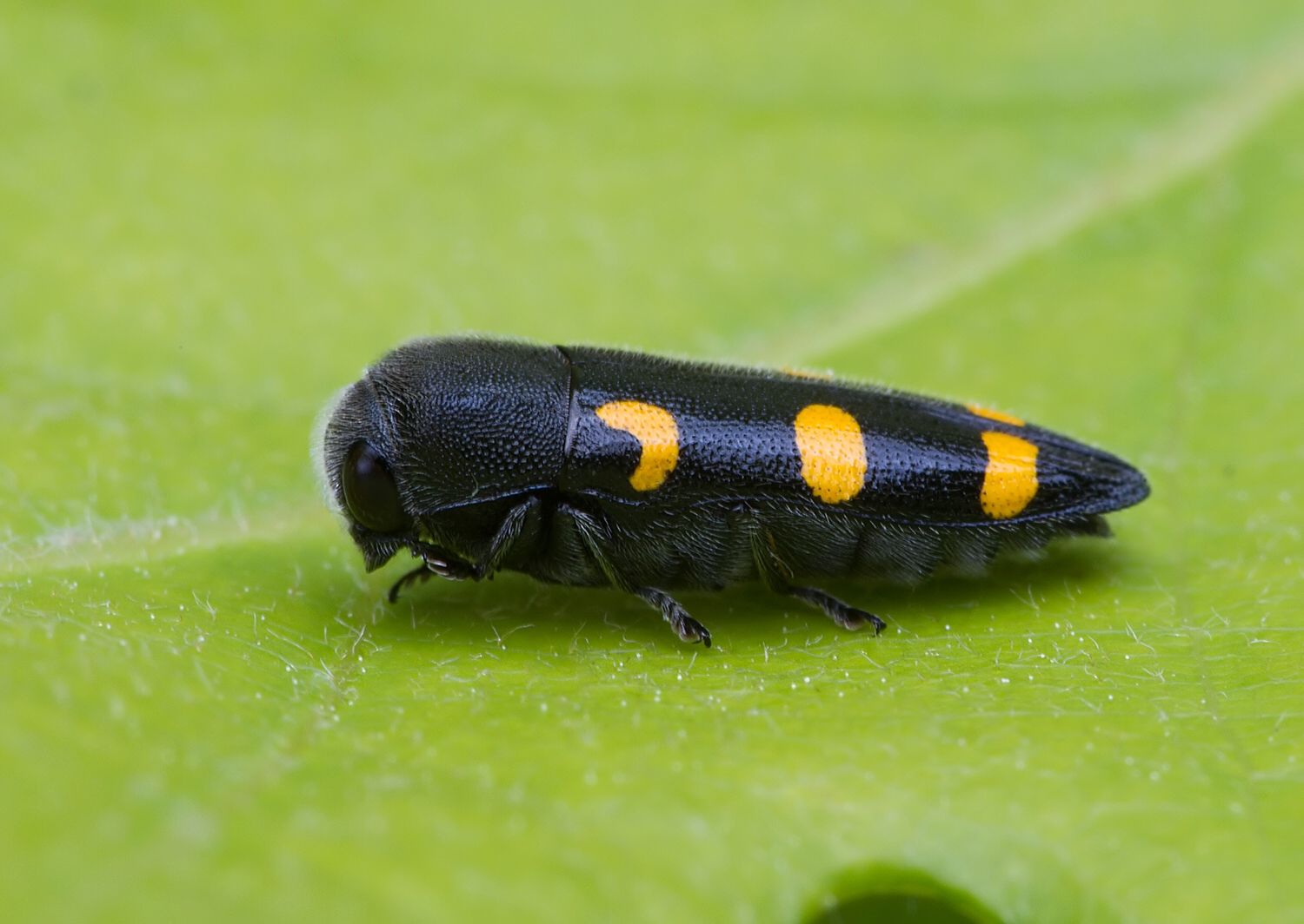 Ptosima undecimmaculata