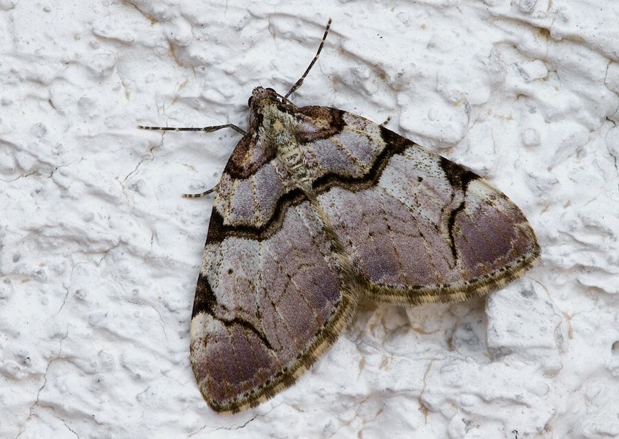 Anticlea derivata