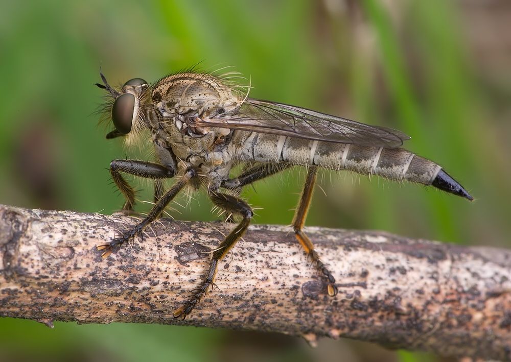 Tolmerus atripes