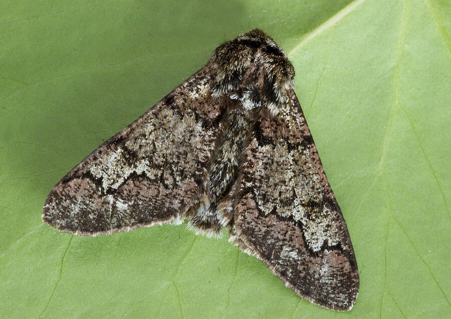 Biston strataria