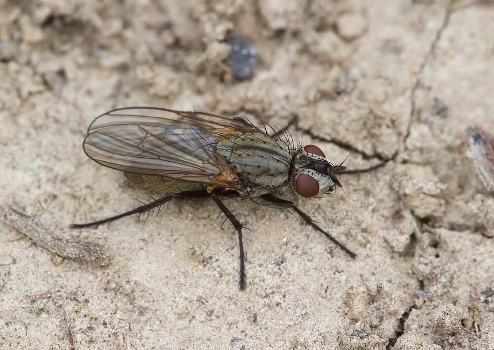 Hydrophoria lancifer