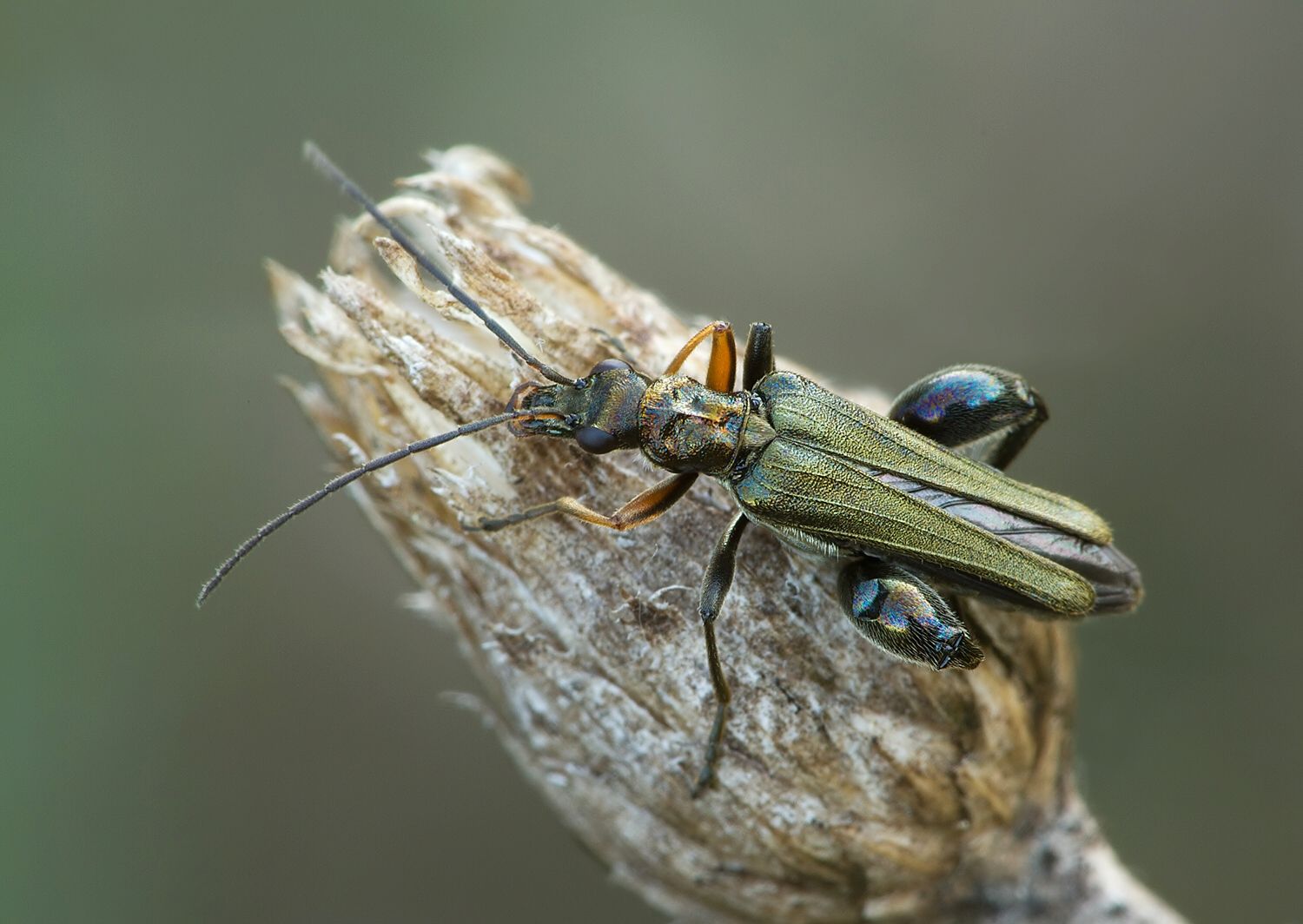 Oedemera flavipes