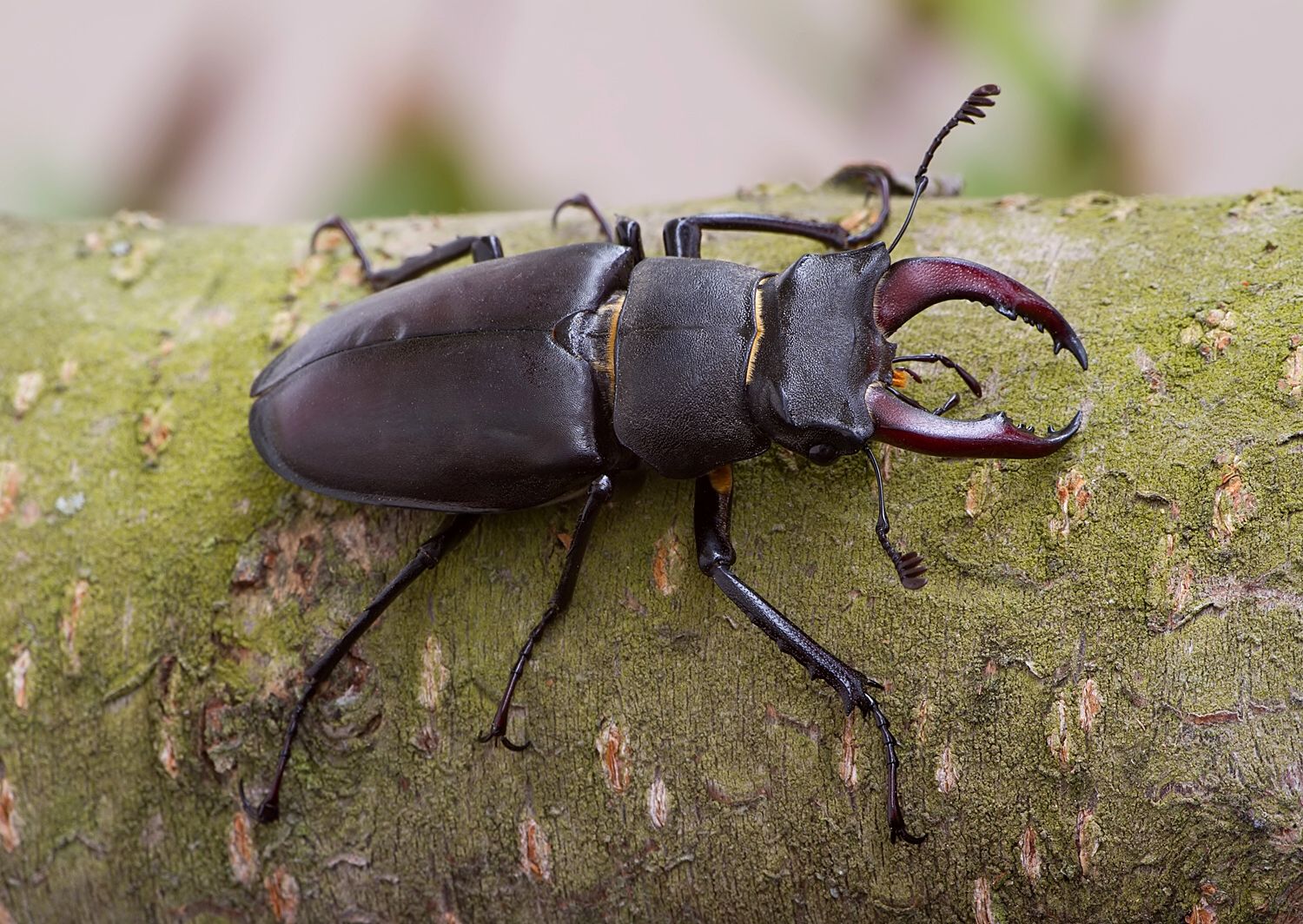 Lucanus cervus