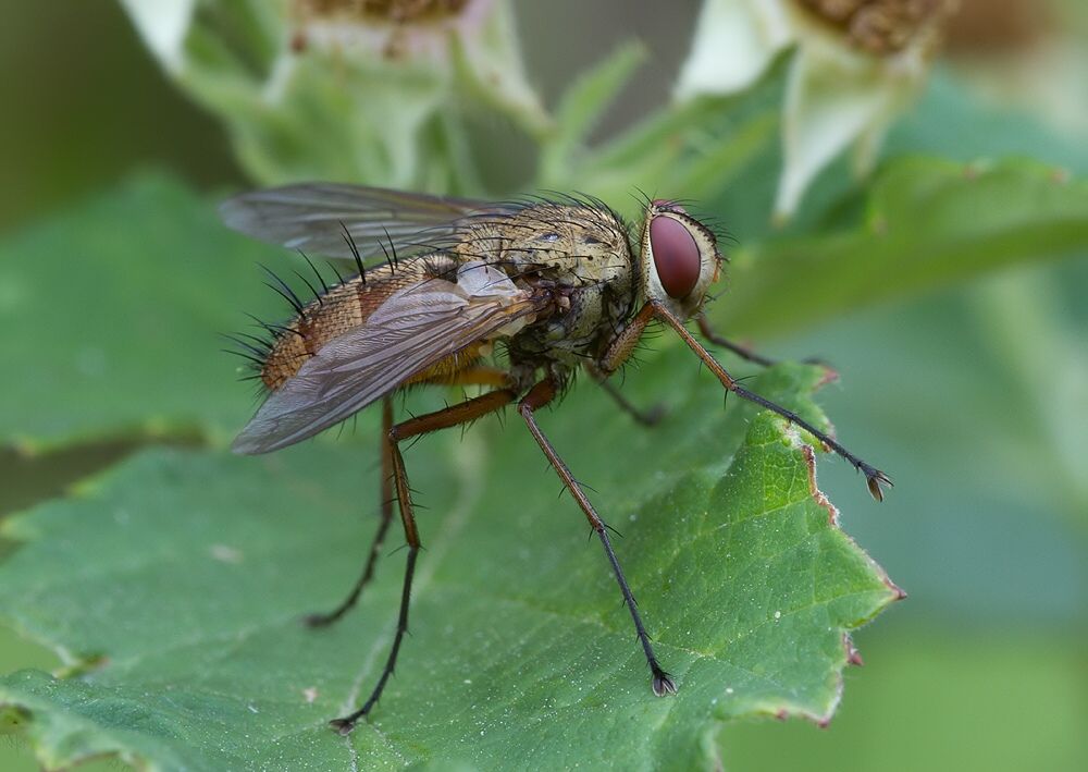 Dexia vacua