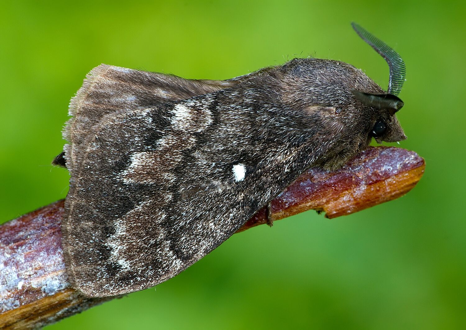 Dendrolimus pini