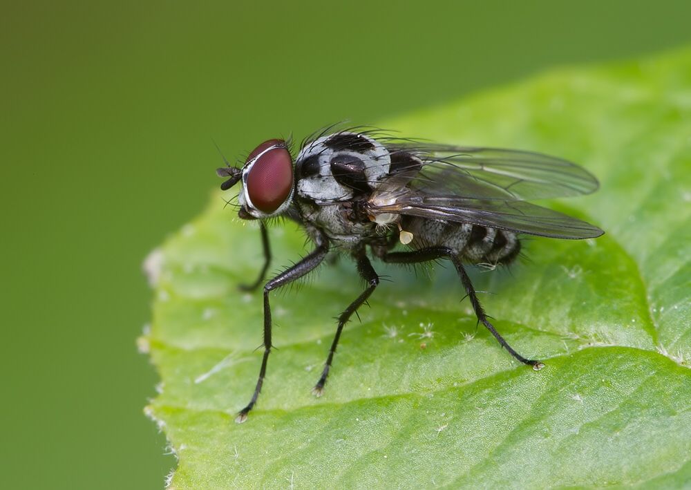 Anthomyia procellaris