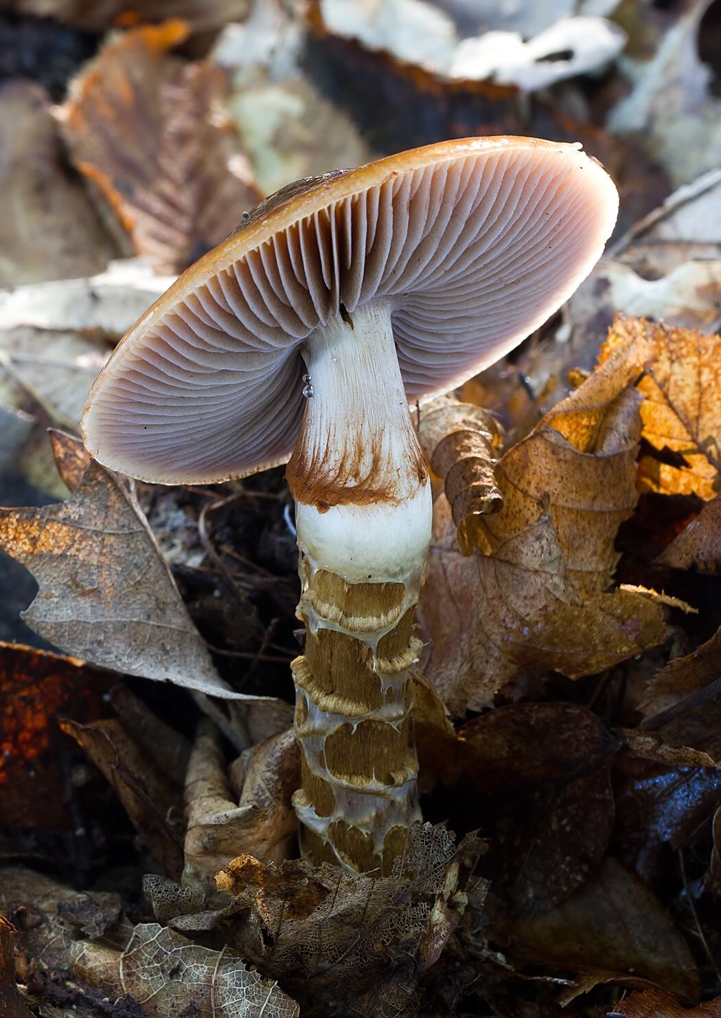 Cortinarius trivialis