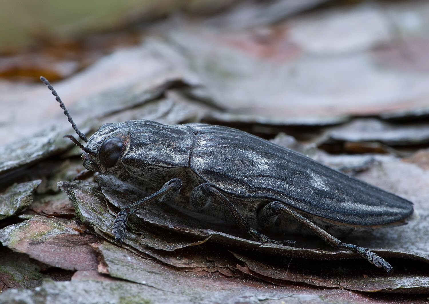 Chalcophora mariana