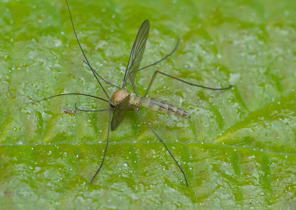Macrocera lutea