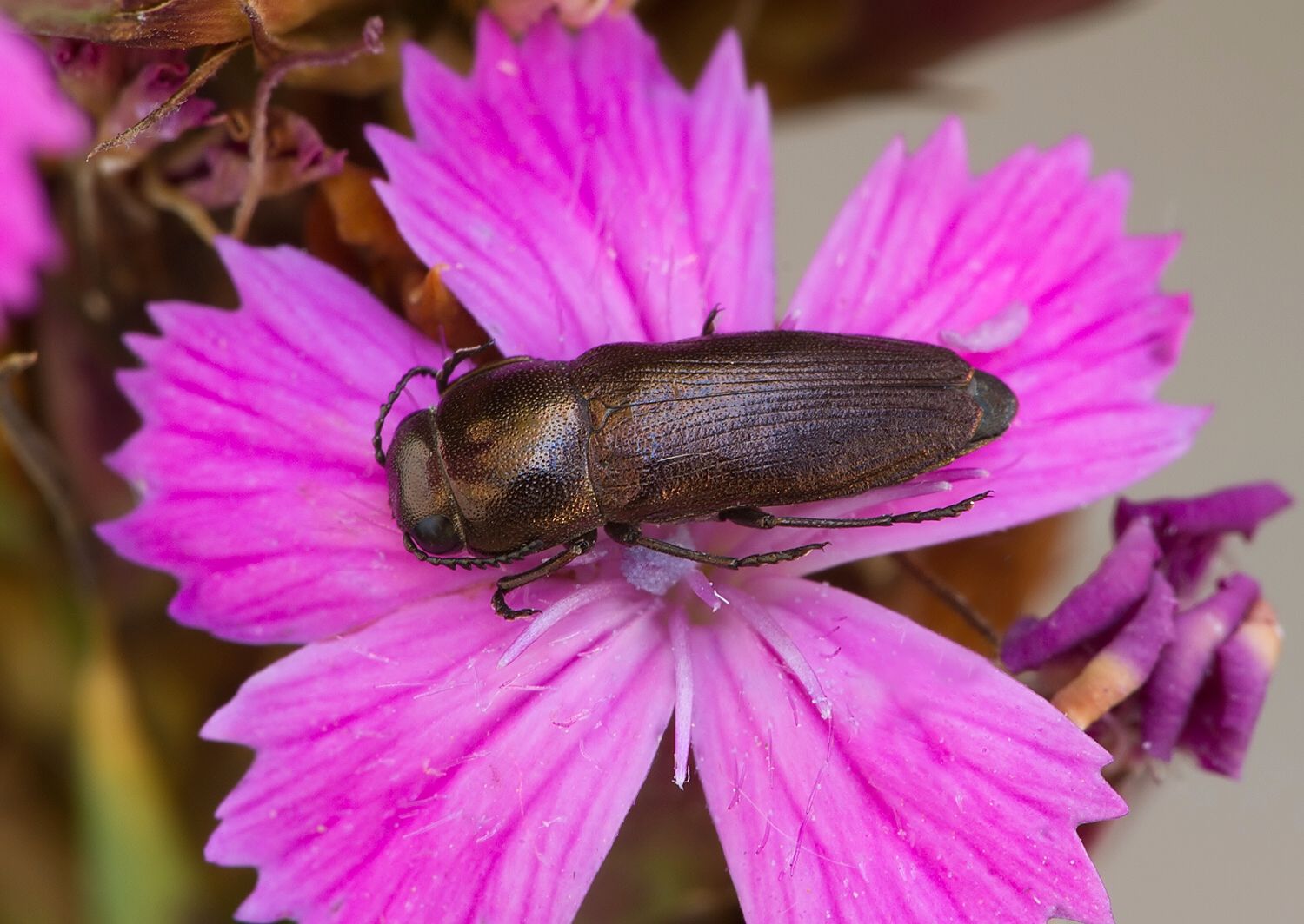 Sphenoptera substriata