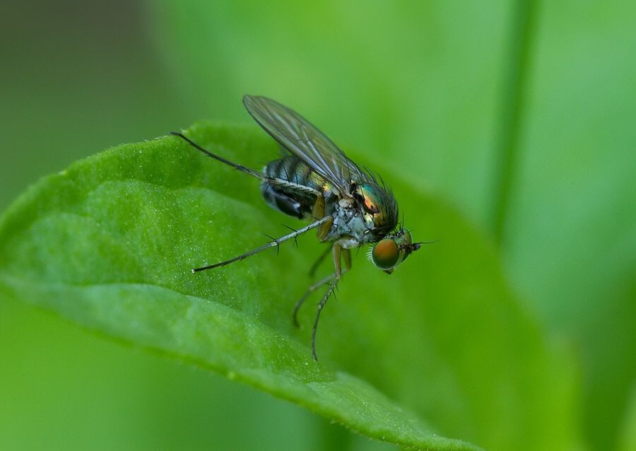 Dolichopus simplex