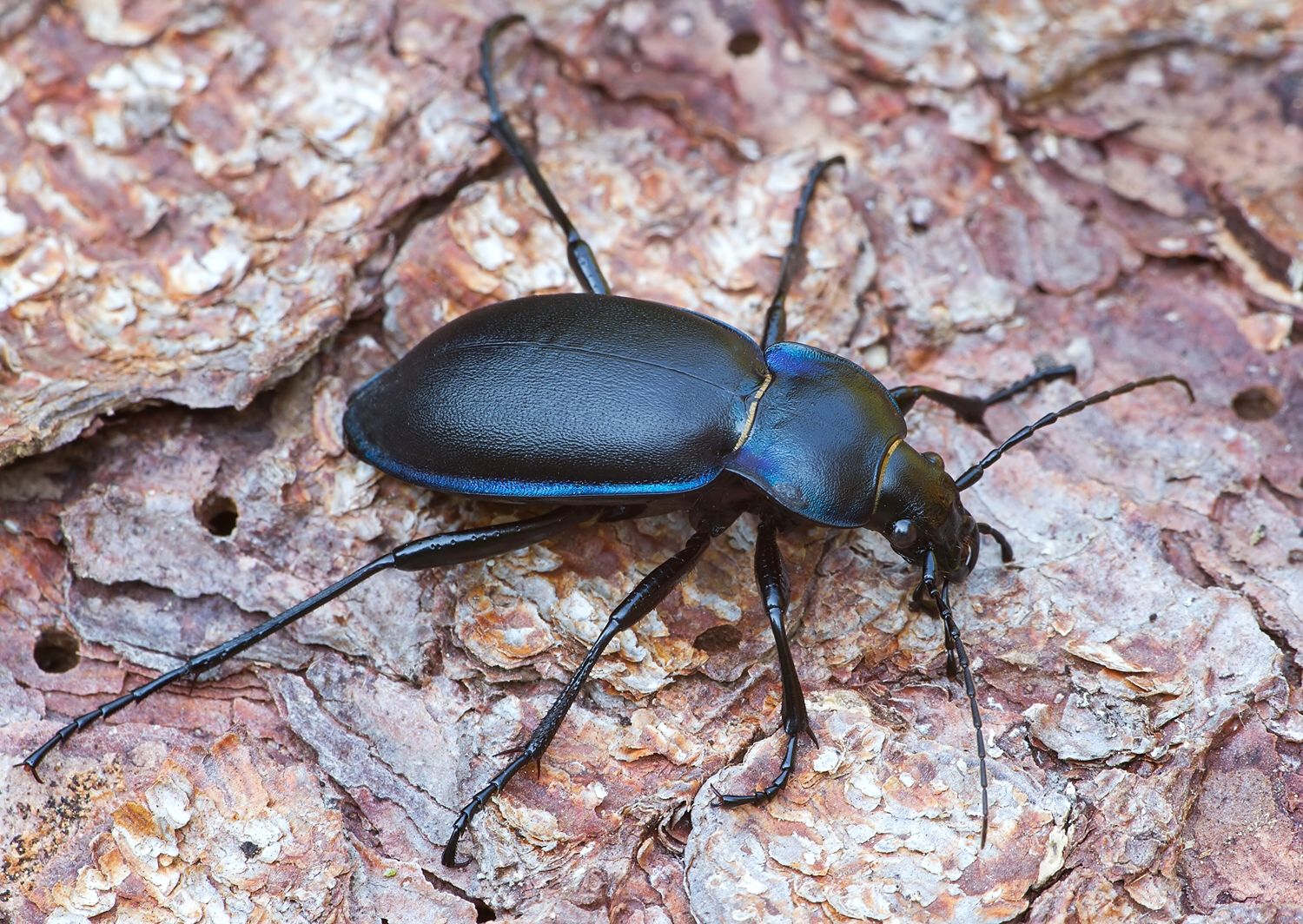 Carabus violaceus