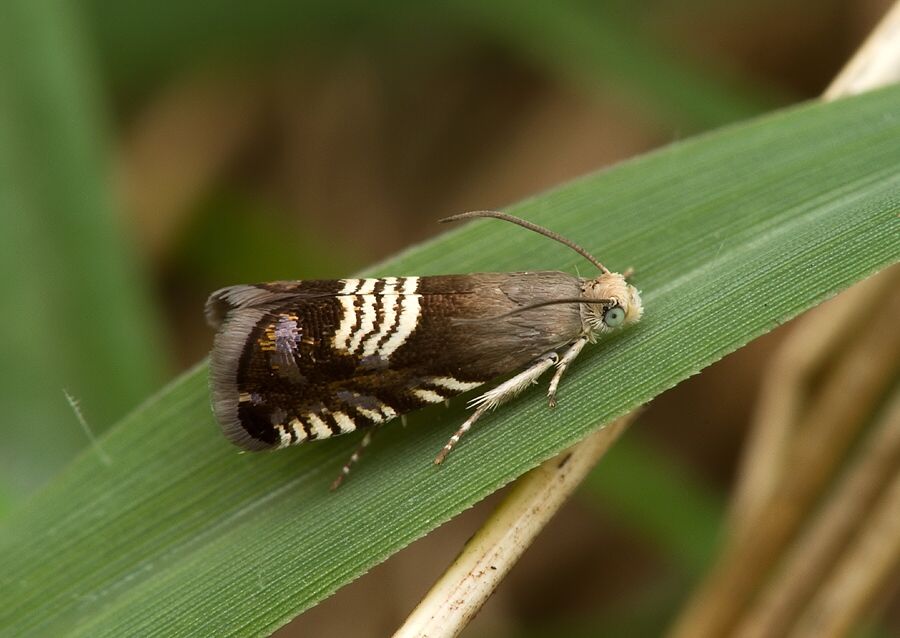Grapholita compositella